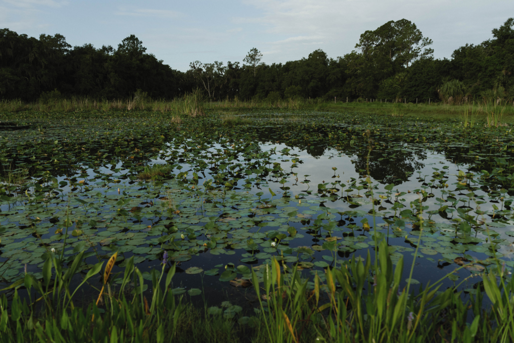 Florida freshwater marsh with lily pads, a typical delineated wetland