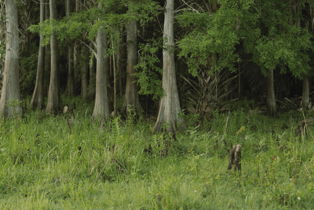 Cypress and palm wetland forest edge in Florida