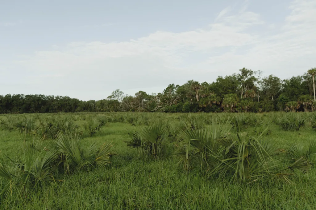 Saw palmetto flatwoods and wet prairie habitat in Florida