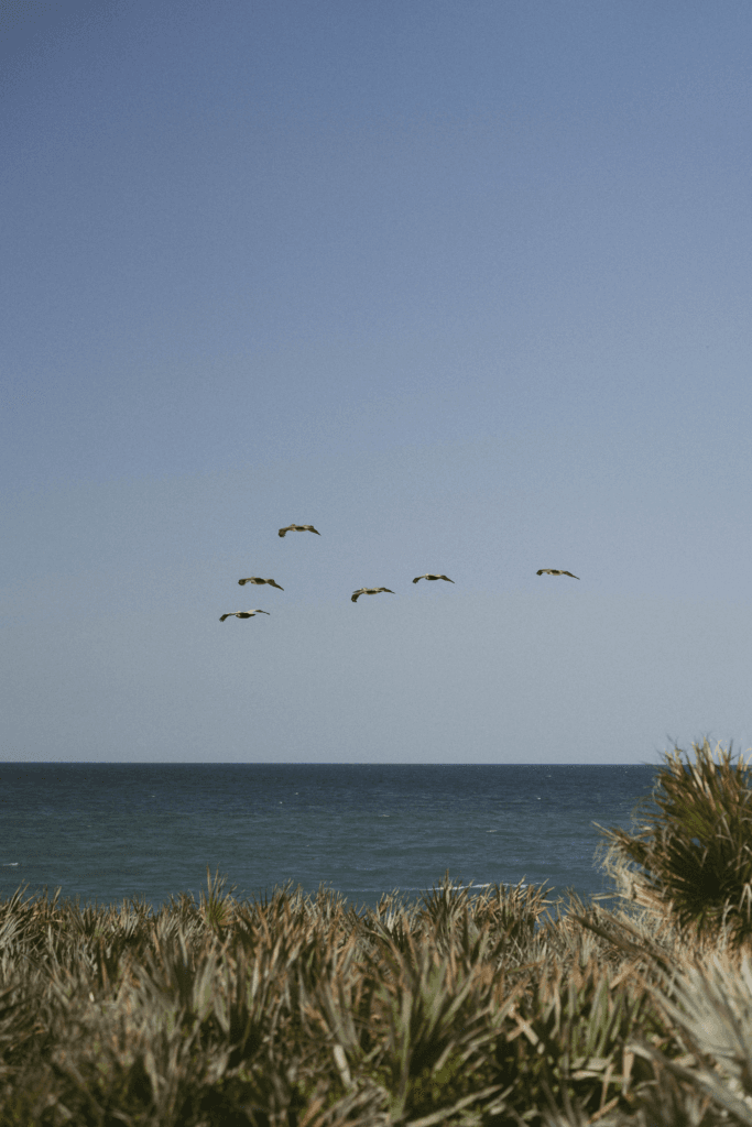 Brown pelicans flying over the Atlantic coast of Florida
