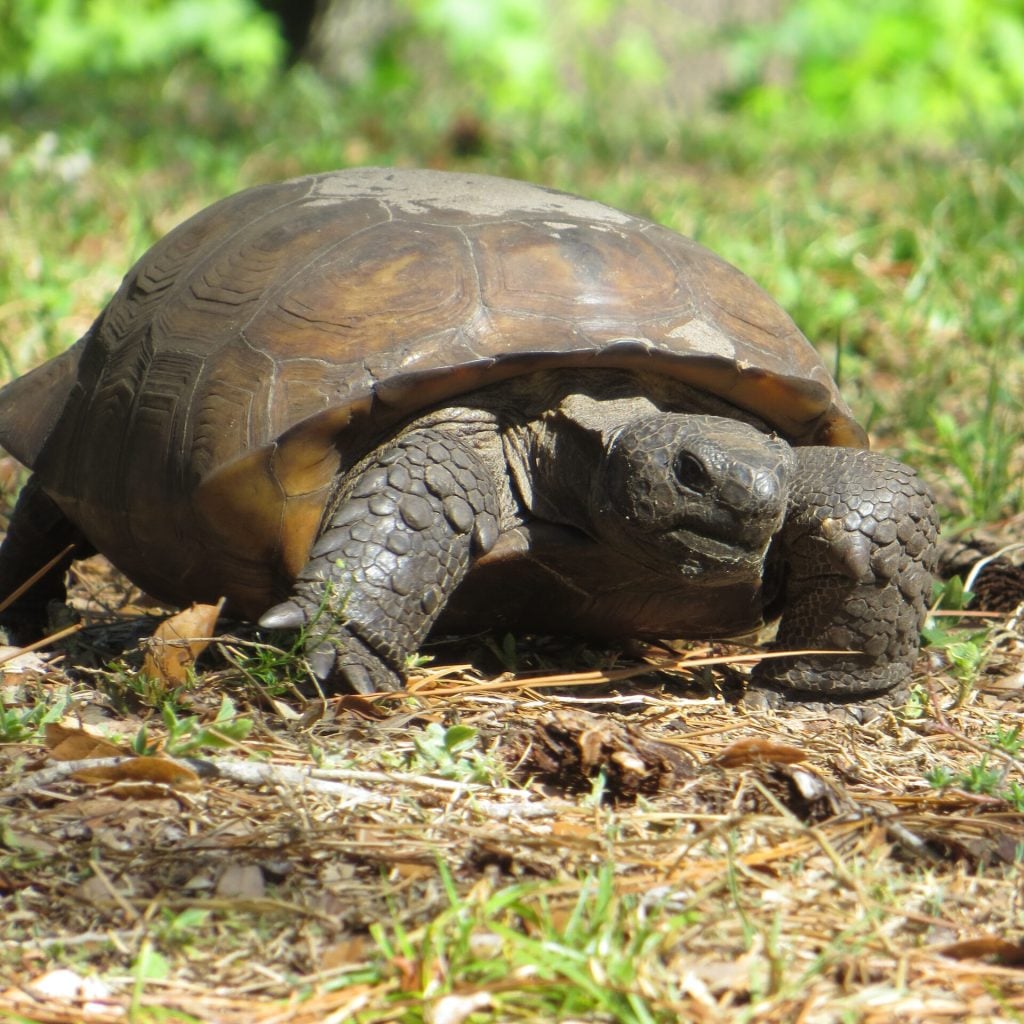 boyd-hill-gopher-tortoise